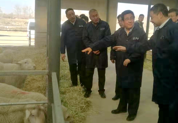 甘肃省委书记林铎调研我校金昌肉羊试验示范基地 甘肃省委书记林铎调研我校金昌肉羊试验示范基地