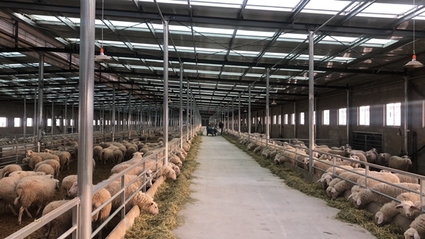 甘肃省委书记林铎调研我校金昌肉羊试验示范基地 甘肃省委书记林铎调研我校金昌肉羊试验示范基地