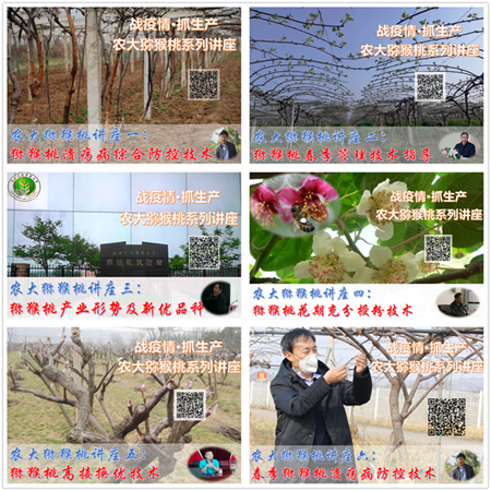 疫情下的农业生产 疫情下的农业生产
